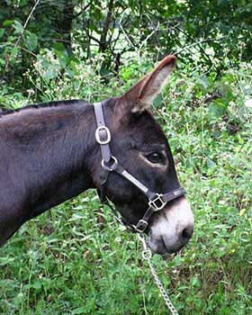 Critter Haven Farm Miniature Donkeys